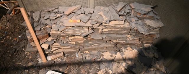 Fossilien aus Messel erzählen von einem subtropischen Lebensraum vor 48 Millionen Jahren