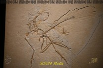 Die Ausstellung würdigt die Fossilien, lässt den Kampf gegen die Mülldeponie aber zu kurz kommen (Bild: Natalia Siedler)