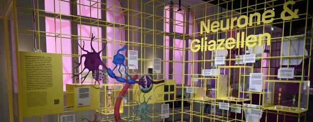Die Dauerausstellung „Gehirne“ zeigt Nervenzellen, Wahrnehmung und tierische Vielfalt
