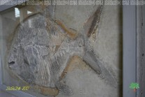 Ein versteinerter Fisch bewahrt Einzelheiten einer längst vergangenen Wasserwelt. (Bild: Stefan Siedler)