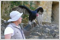 Die Burg der Adler - Burg Guttenberg